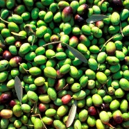 olives harvest