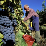 Wine harvest in Querciabella estate near Greve in Chianti